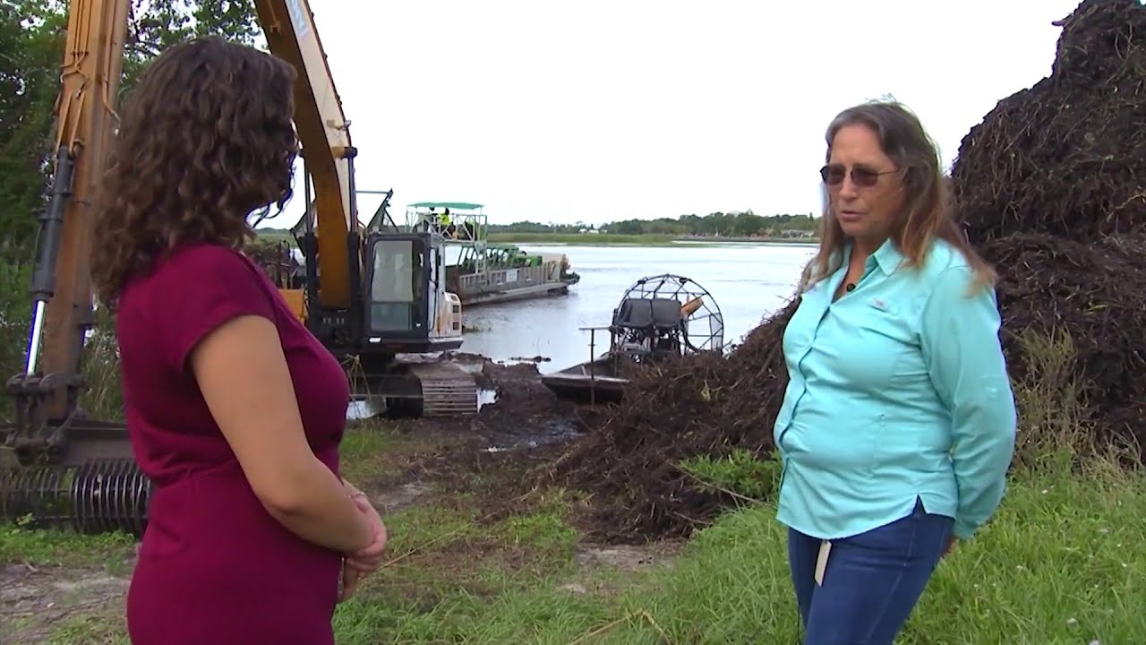 Lake Toho vegetation harvesting project aims to restore 160 acres, reduce flooding