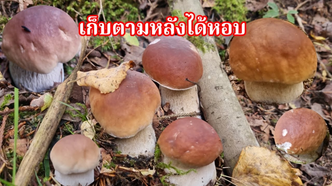 เก็บเห็ดผึ้งหวานตามหลังใกล้มืดรีบดึงๆๆ วีดีโอตกค้าง ตัดขาเข้าป่าระวังอะไรบ้างคนเดียว