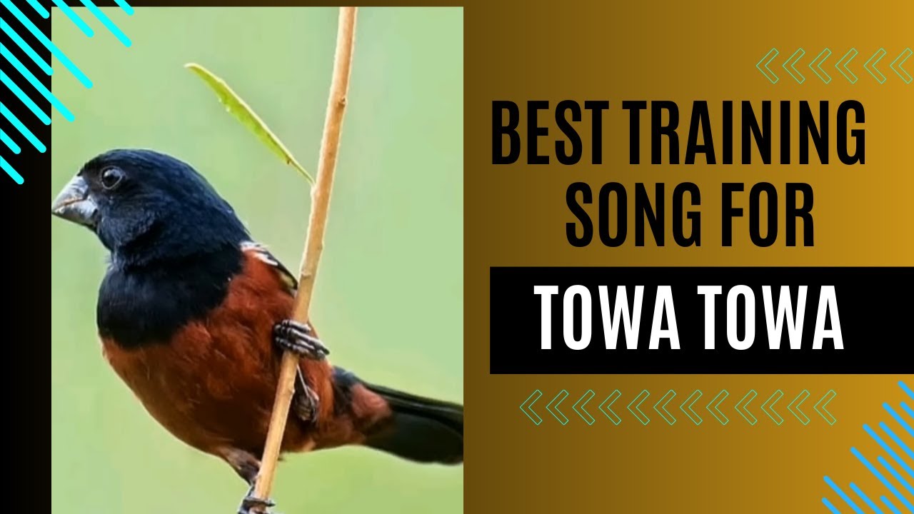 2025 BEST TRAINING SONG FOR TOWA TOWA BIRD