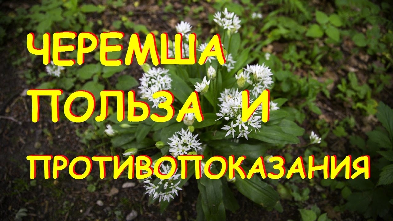 Черемша. Полезные свойства и противопоказания.