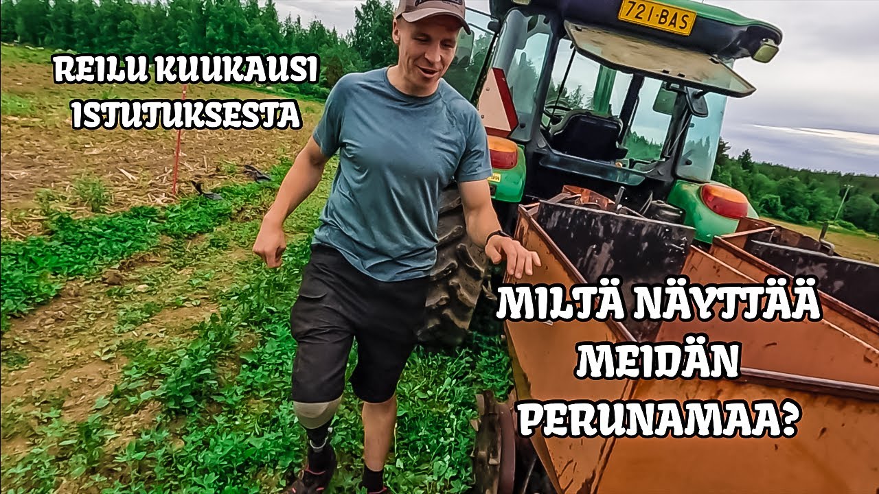 Yritetään mullata meidän perunamaa - Nyt reilu kuukausi aikaa istutuksesta