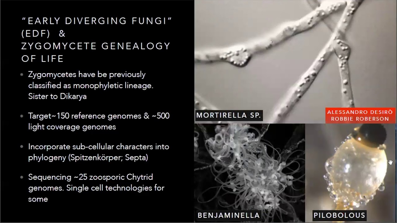 Jason Stajich: Sequence all the fungi! Studying evolution of fungi from 1000 fungal genomes