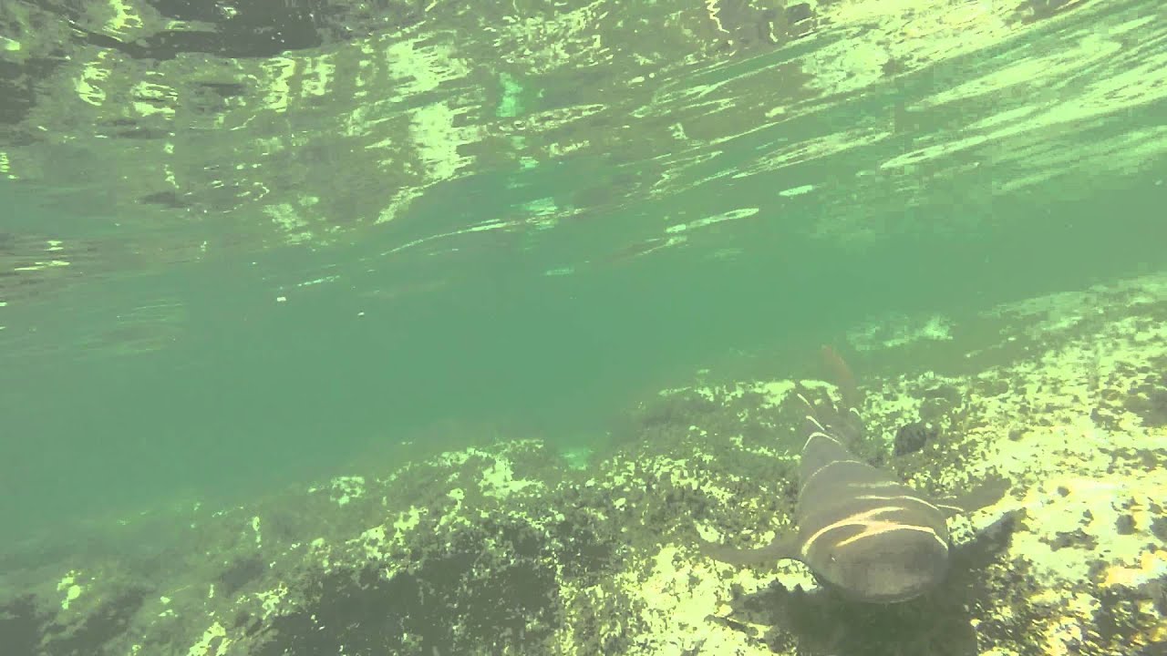 Cottrell Key nurse shark encounter up close Key West