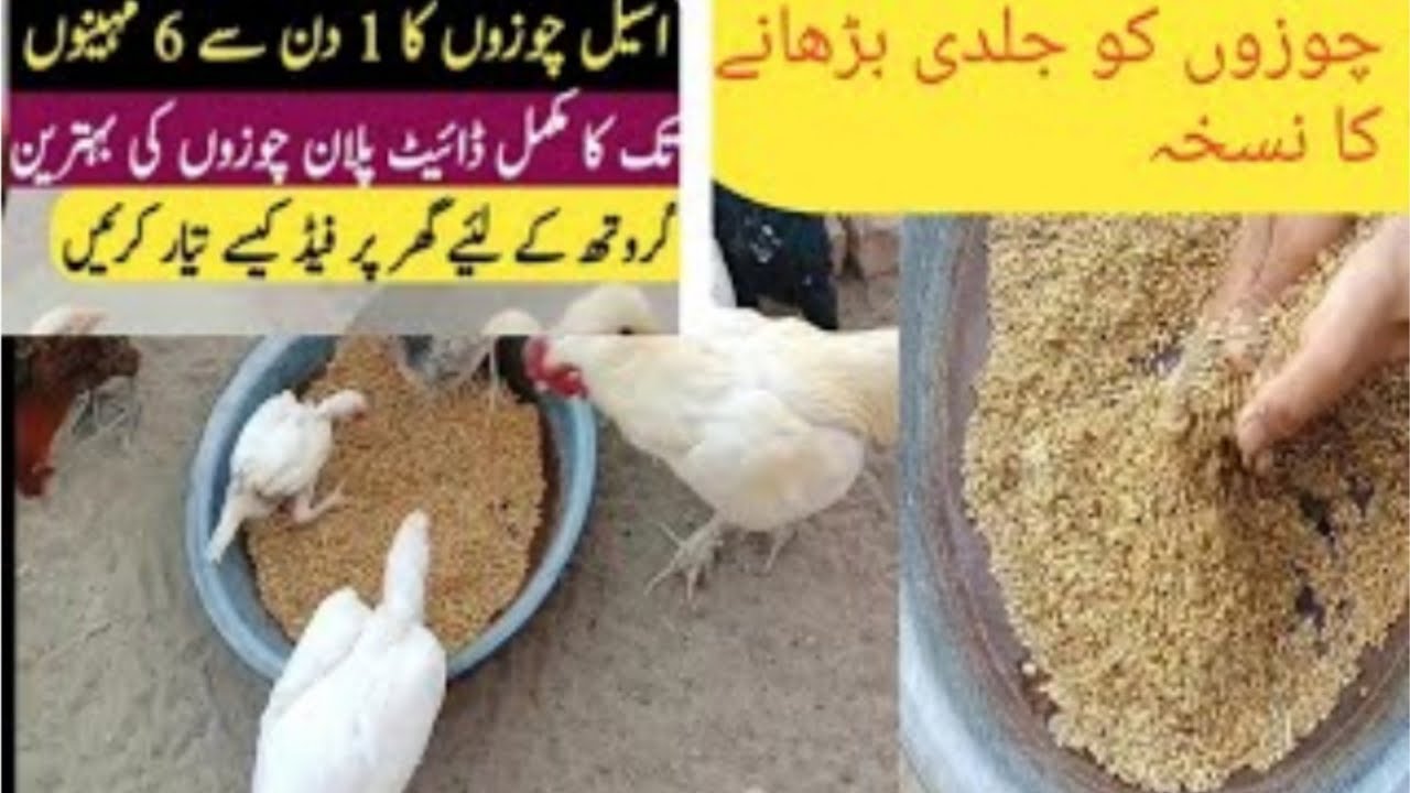 سستی اور آسان دیسی خوراک | اصیل مرغوں کے لیے سردیوں کا خاص نسخہ |Aseel Murghon Ki Best Winter Diet