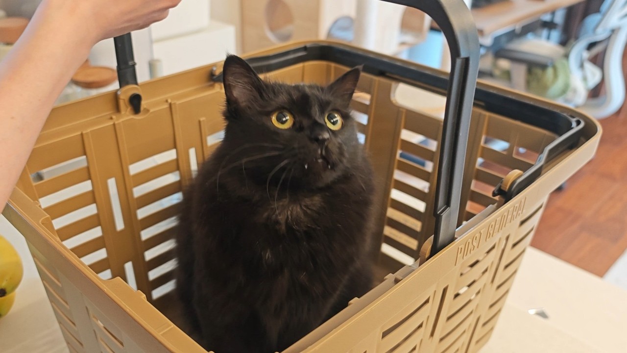 猫たちと紡ぐ、夫婦の幸せ