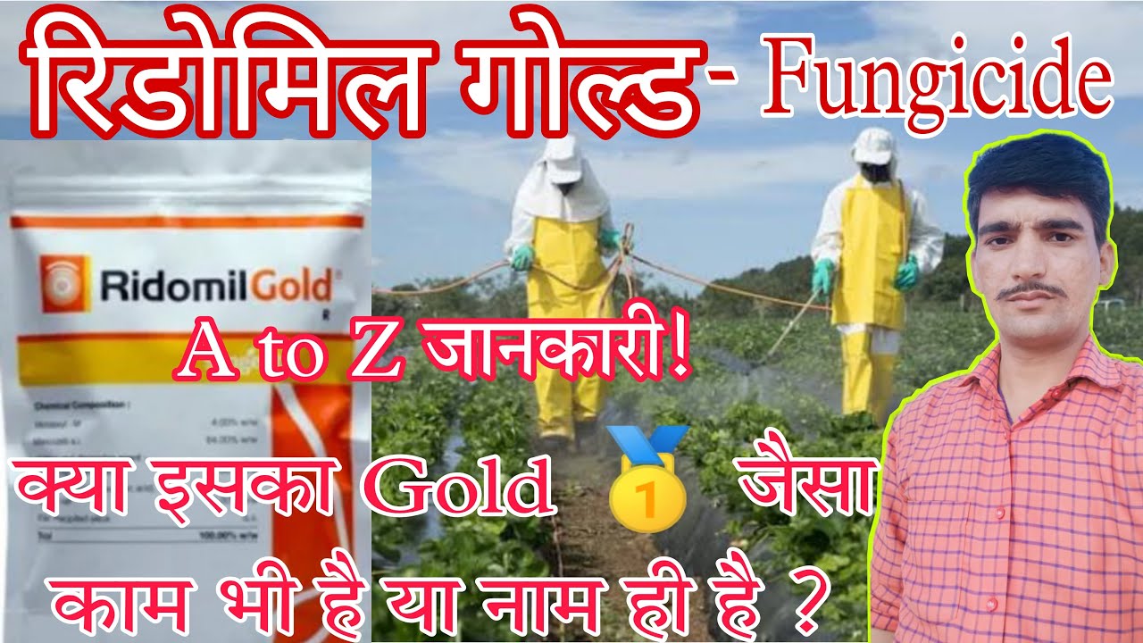 ridomil gold fungicide/syngenta ridomil gold/metalaxyl m 4 + mancozeb 64 wp/ridomil gold