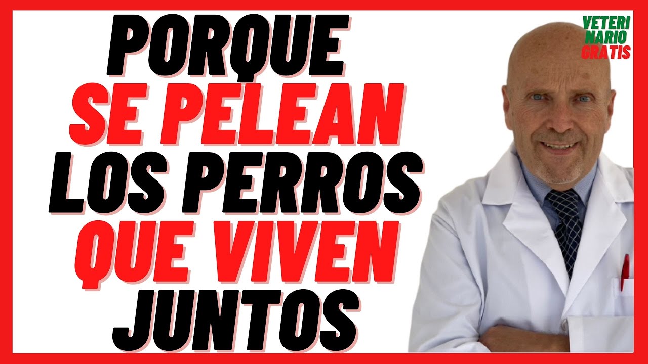 🔴 Porque se Pelean los Perros que viven Juntos 🔴 Agresividad y Peleas entre Perros que viven juntos