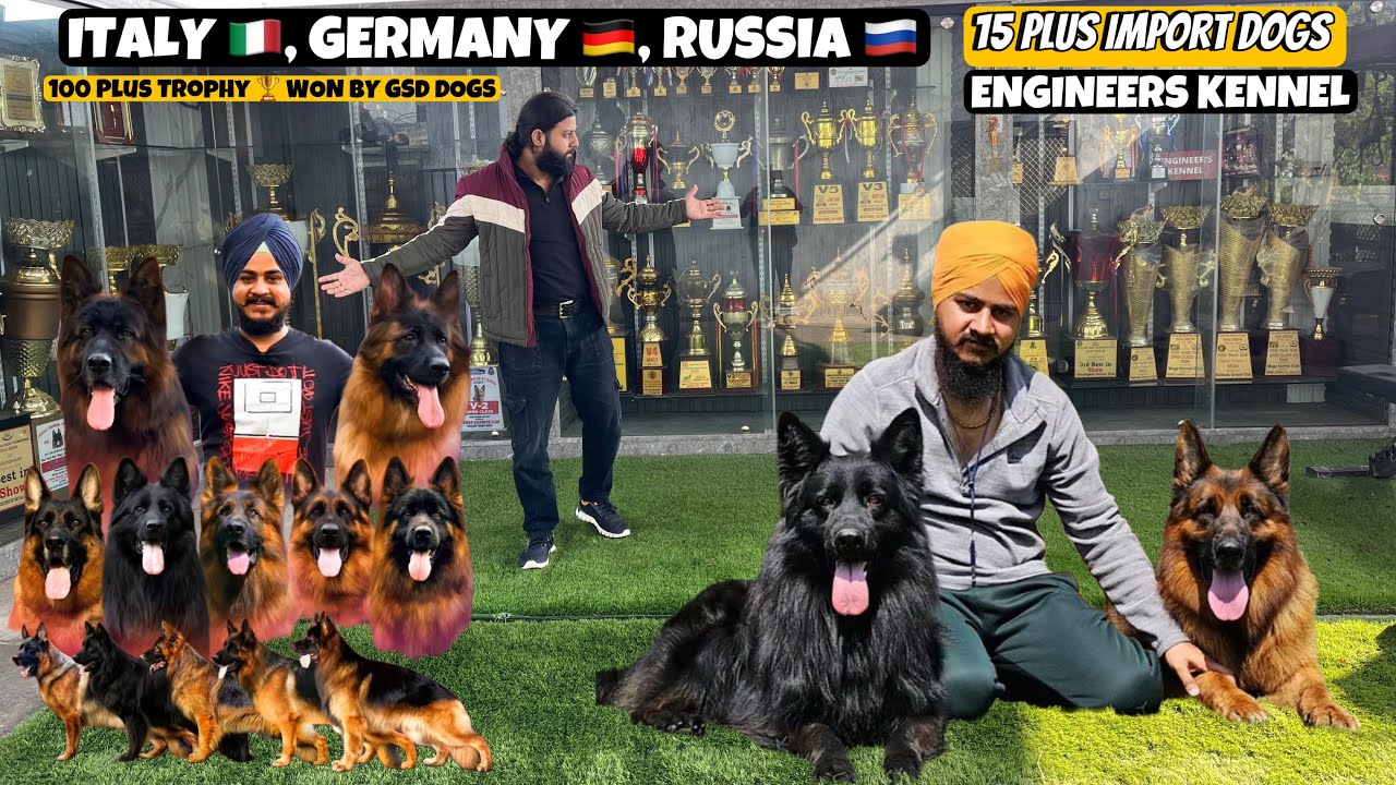 German Shepherd Long Coat | Italy 🇮🇹Egypt 🇪🇬Russia 🇷🇺 Germany 🇩🇪  Imports German Shepherd Dogs