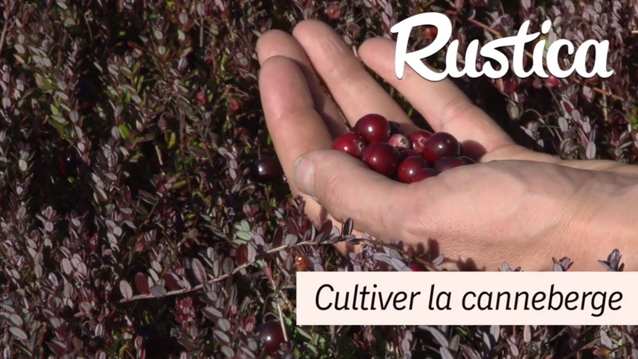 Cultiver la canneberge