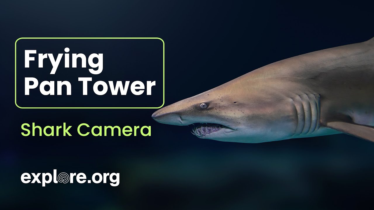 Best of Shark Cam