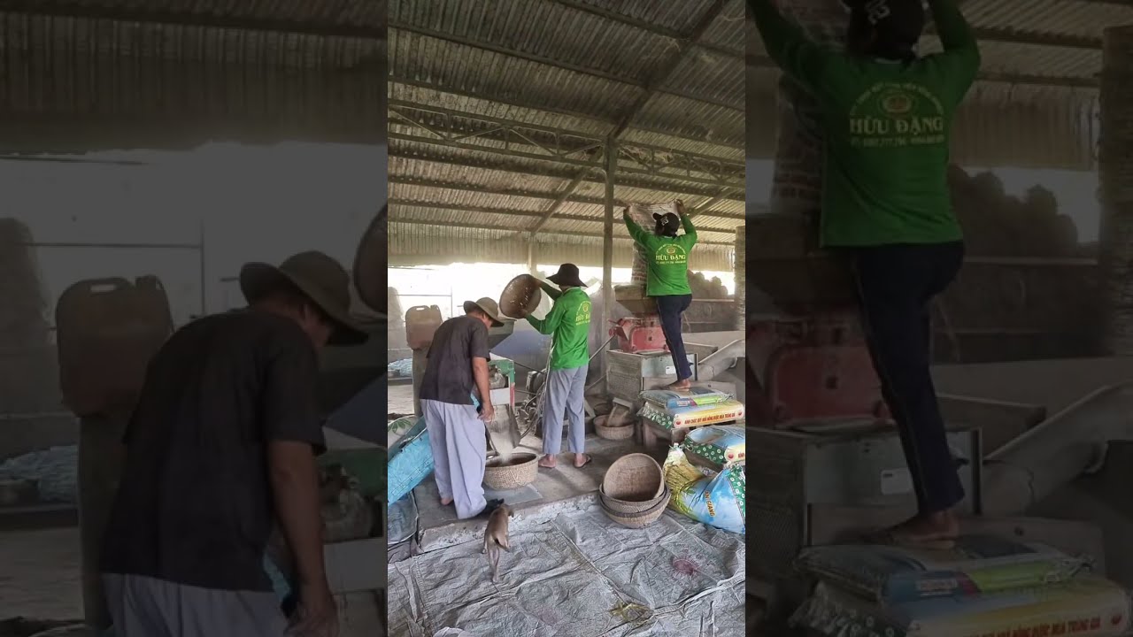 huynh đệ đang xây lúa tới ngày 14 rằm nấu cơm và cháo chay phát gieo duyên tại bv đa khoa cần thơ
