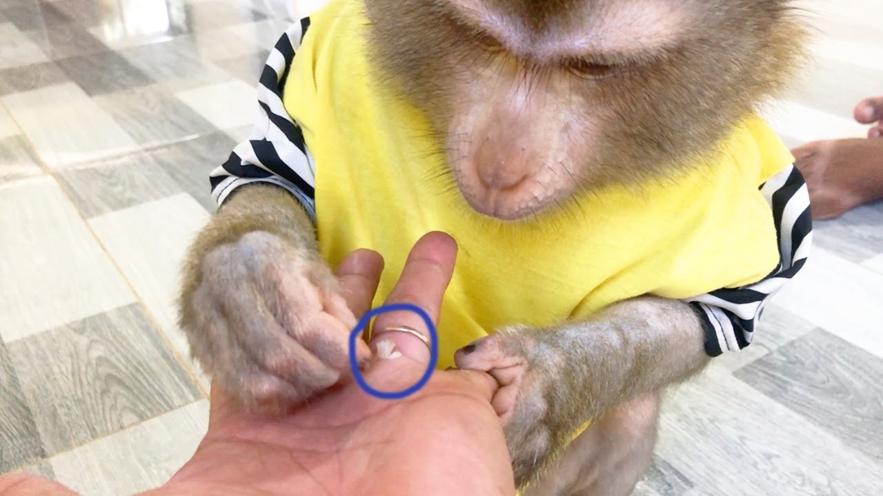 Doctor Boki Care Grooming Hand To Pull Out Old Skin Cell Help Dad Sleepy