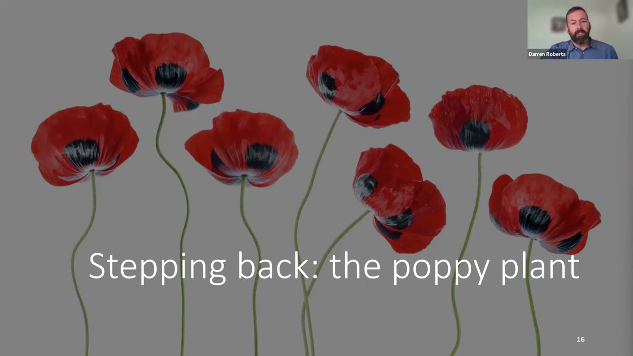 Poppy seed tea and thebaine poisoning