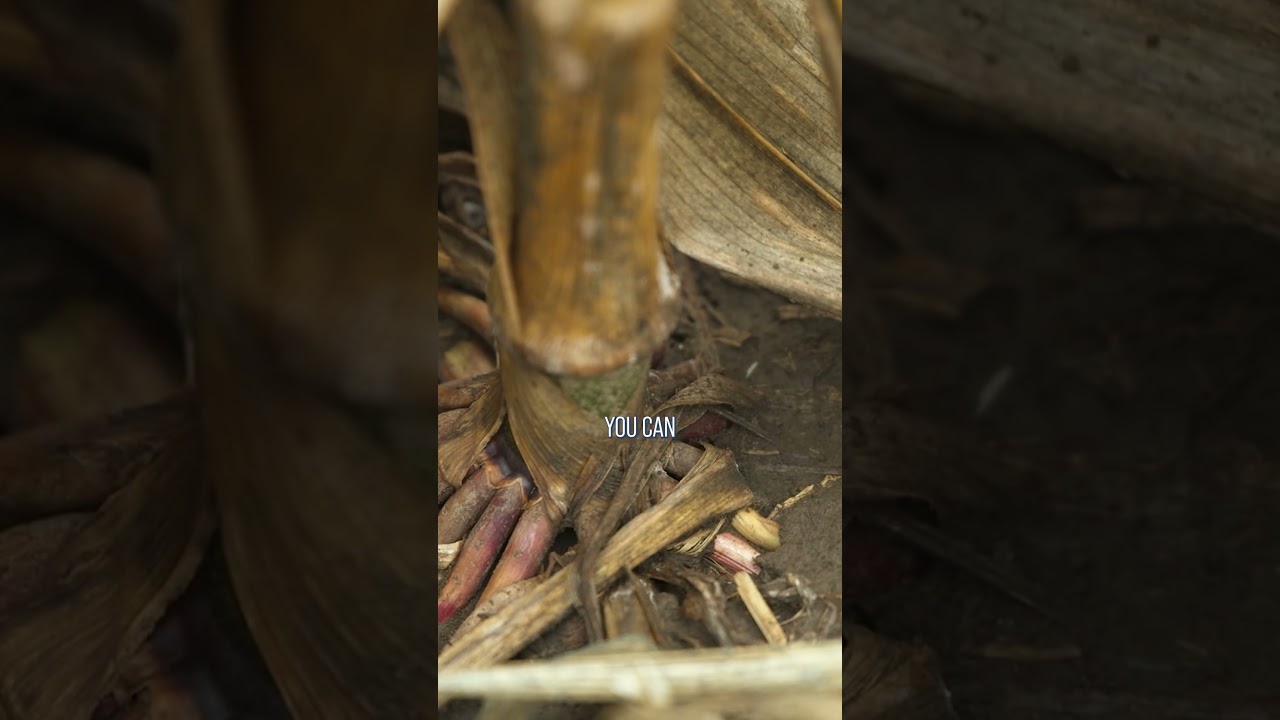 Scout your cornfields for crown rot this year.