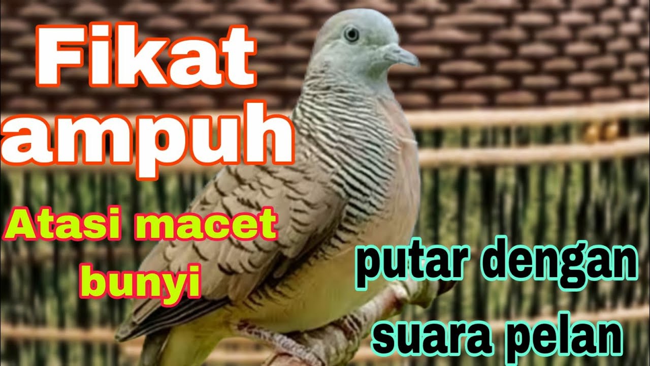 Perkutut lokal gacor suara pikat ampuh atasi utut yang macet coba putar dengan suara pelan