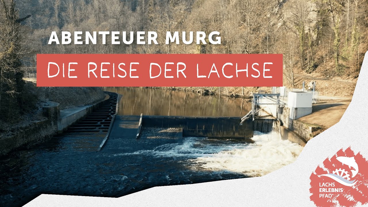 Von der Quelle bis ins Tal: Die Reise der Lachse in der Murg