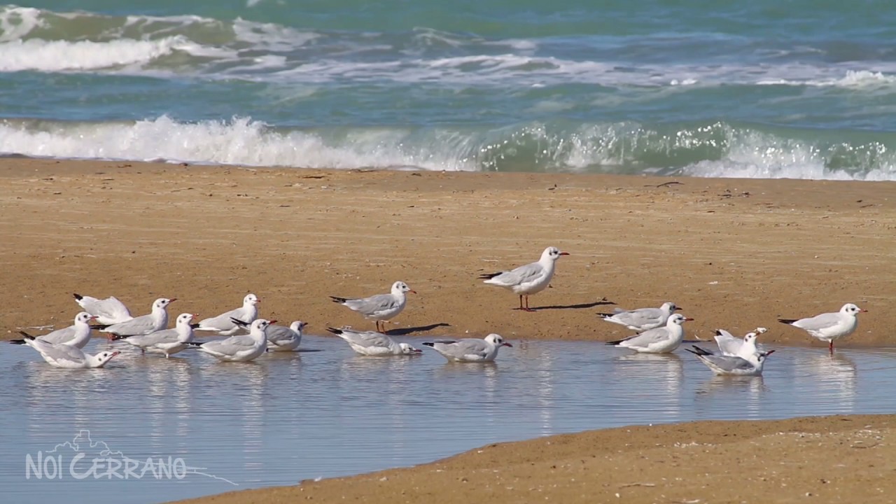 Il miracolo della natura