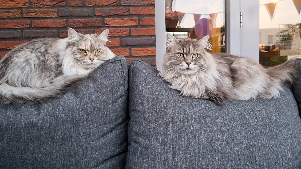 Maine Coon mother and daughter are still together after years. They love spend their time together.