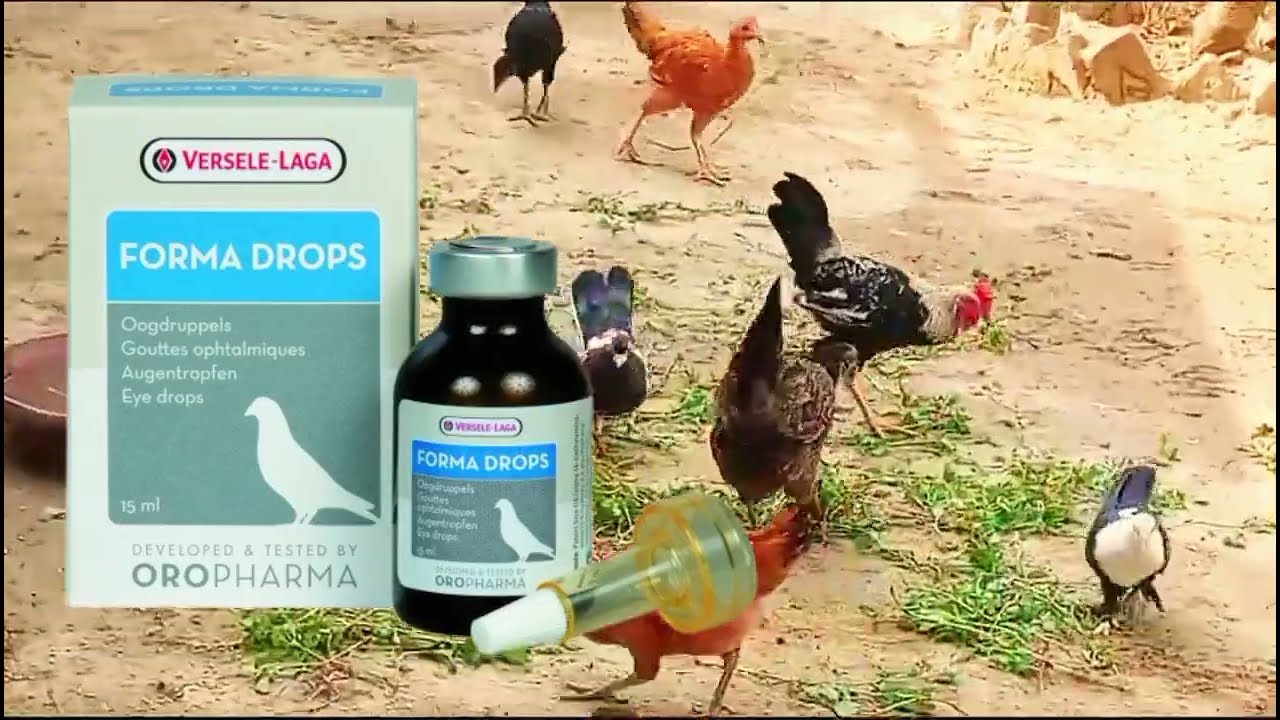 Birds successfully delivered to Marfot bhai Murshidabad/EYES PROBLEM'S CURE AND REASON'S,