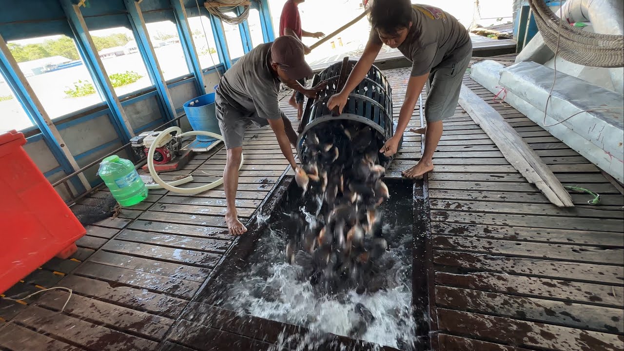 Cùng Anh Em mình Thu hoạch “CÁ CHIM” #fishing #mientay #xomchaitv 