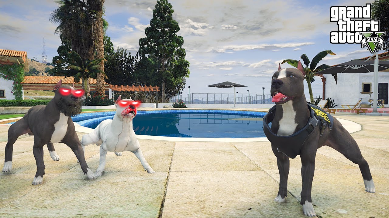 BÜYÜK DÖVÜŞ! TERMİNATÖR KANLI ÖLÜM VE DEDESİYLE DÖVÜŞÜYOR! GTA 5 PİTBULL'UN HAYATI