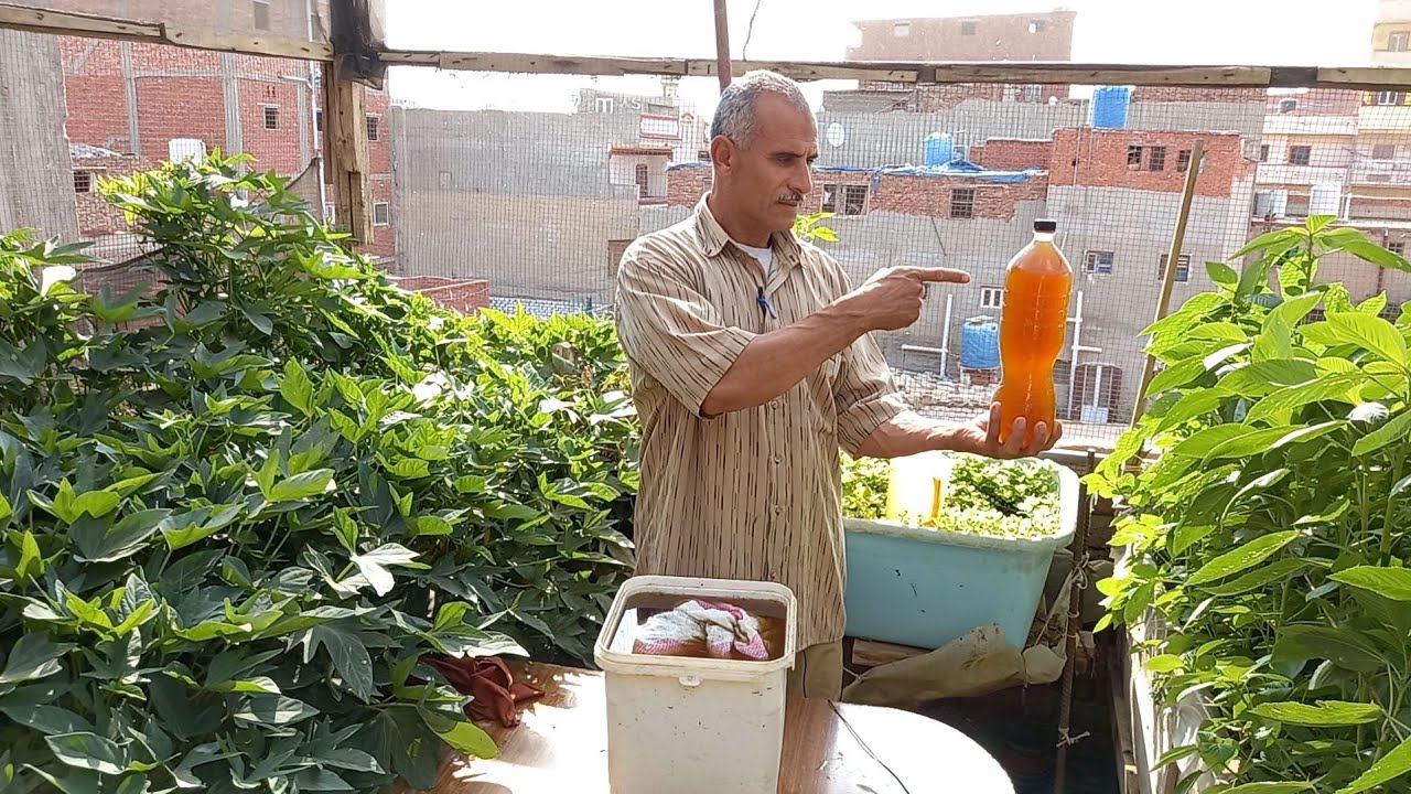 تحضير أقوى سماد عضوي مخلفات الطائر المجنون  بوتاسيوم حديد كالسيوم وفسفور