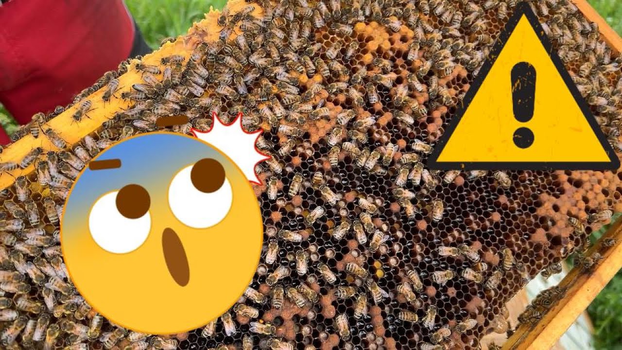 Notfall im Bienenvolk ! Was soll der Imker tun ???