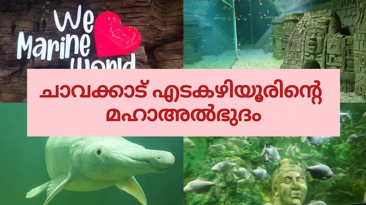 ചാവക്കാട് എടകഴിയൂരിൻ്റെ മഹാൽഭുദം നിങ്ങൾ കണ്ടിരുന്നോ | Chavakkad Aquarium | Chavakkad Vlog