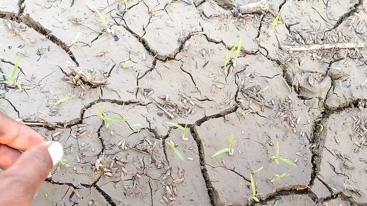 Rabi धान किसान।₹17/kg तक का टारगेट 🎯 रखें।