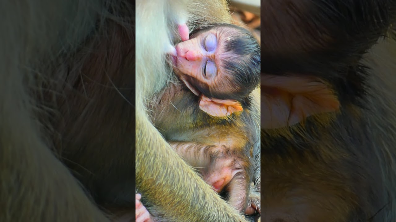 beautiful baby monkey lovely  so cute attractive  #shorts  #viral #animals #baby #monkey