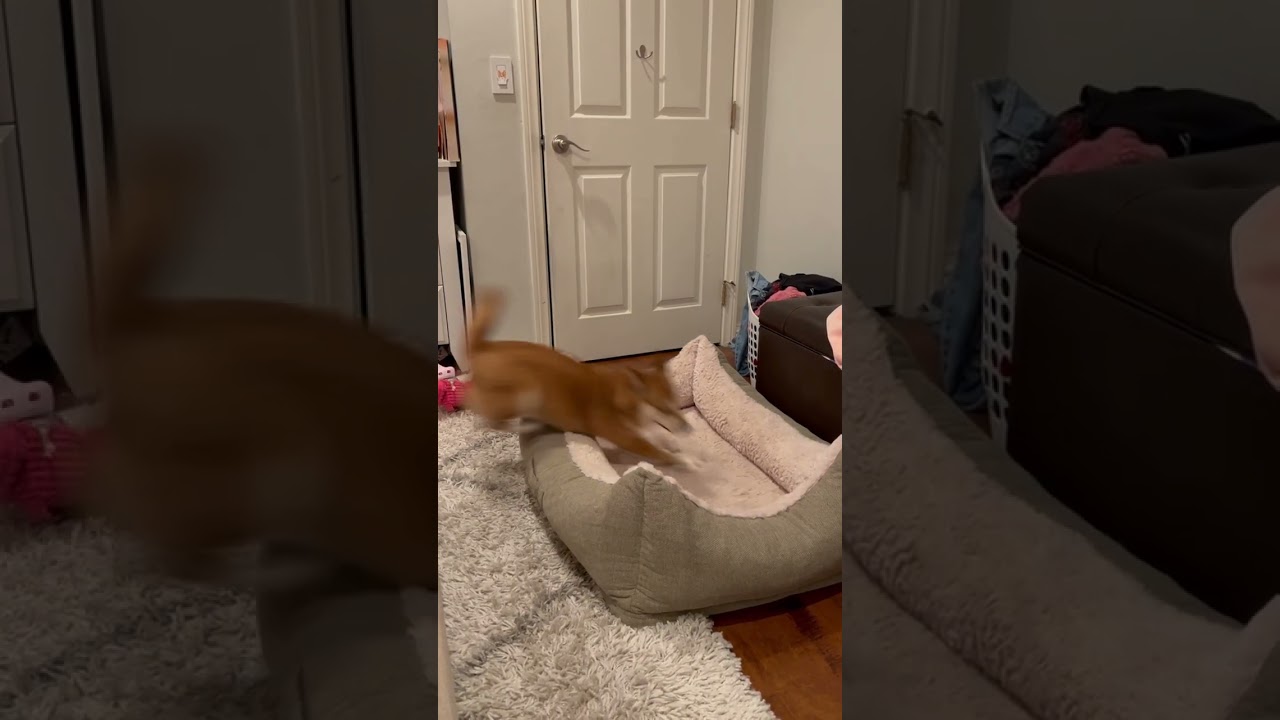 Midnight shenanigans #shiba #shibapuppy #shibadog #pets #cute #funny #dog #dogs #cutedog ￼