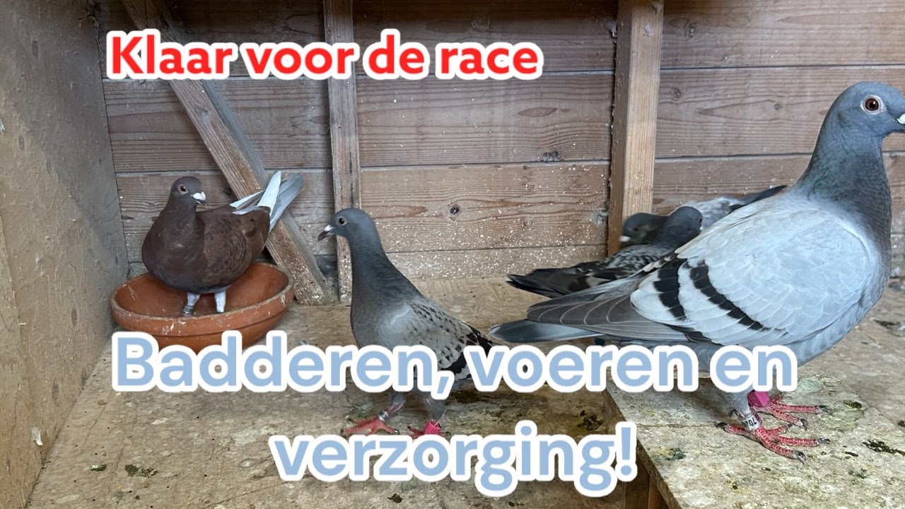 Klaar voor de Race! Badderen🛁, Voeren & Verzorging 🐦💦