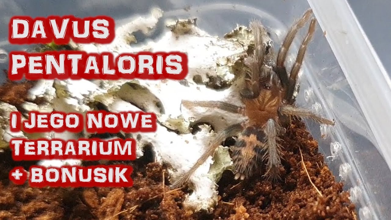 Davus Pentaloris czyli Ptasznik Tygrysi i co o nim wiemy ?? + Bonus