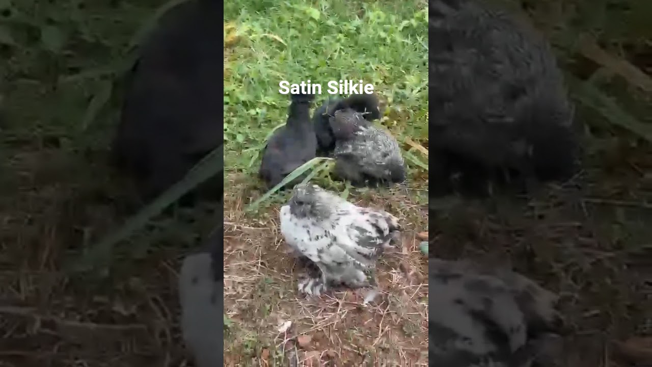 American Silkie Chicken Pair 🐓 #chicken #silkie