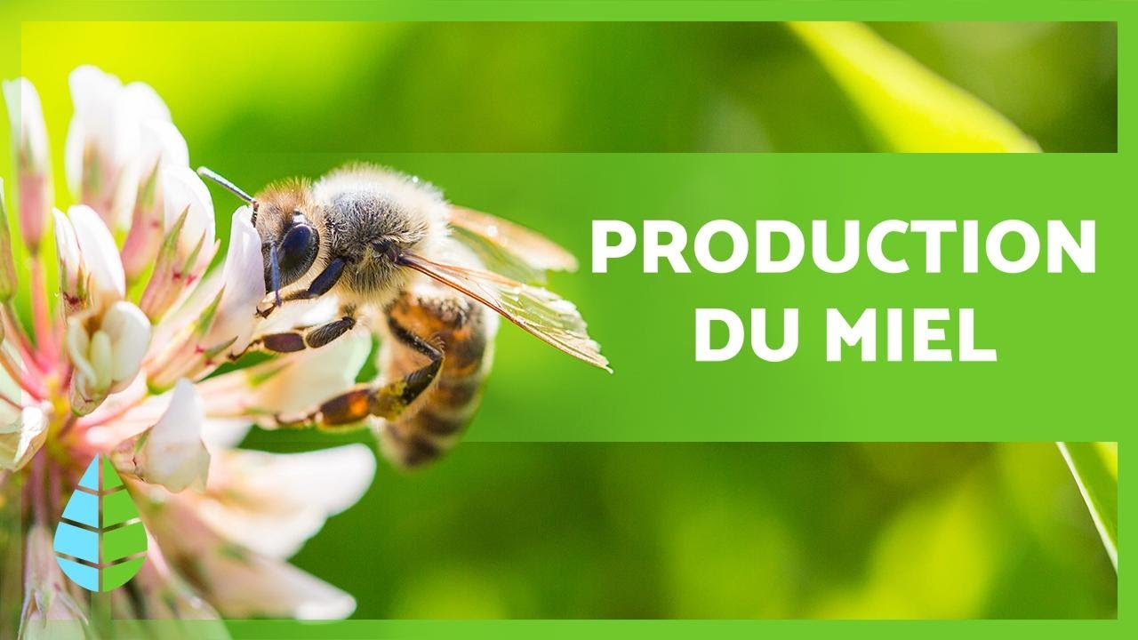 Comment les abeilles font-elles du MIEL ? 🍯 🐝 (Production + Extraction)
