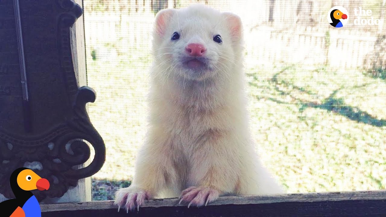 Ferret Is His Mom's Hero - FERGUS | The Dodo