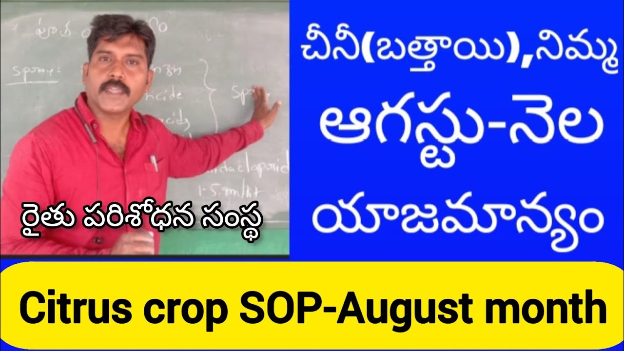 చీనీ(బత్తాయి), నిమ్మ -ఆగస్టు నెల యాజమాన్యం /Citrus crop SOP for August month by dr rss.