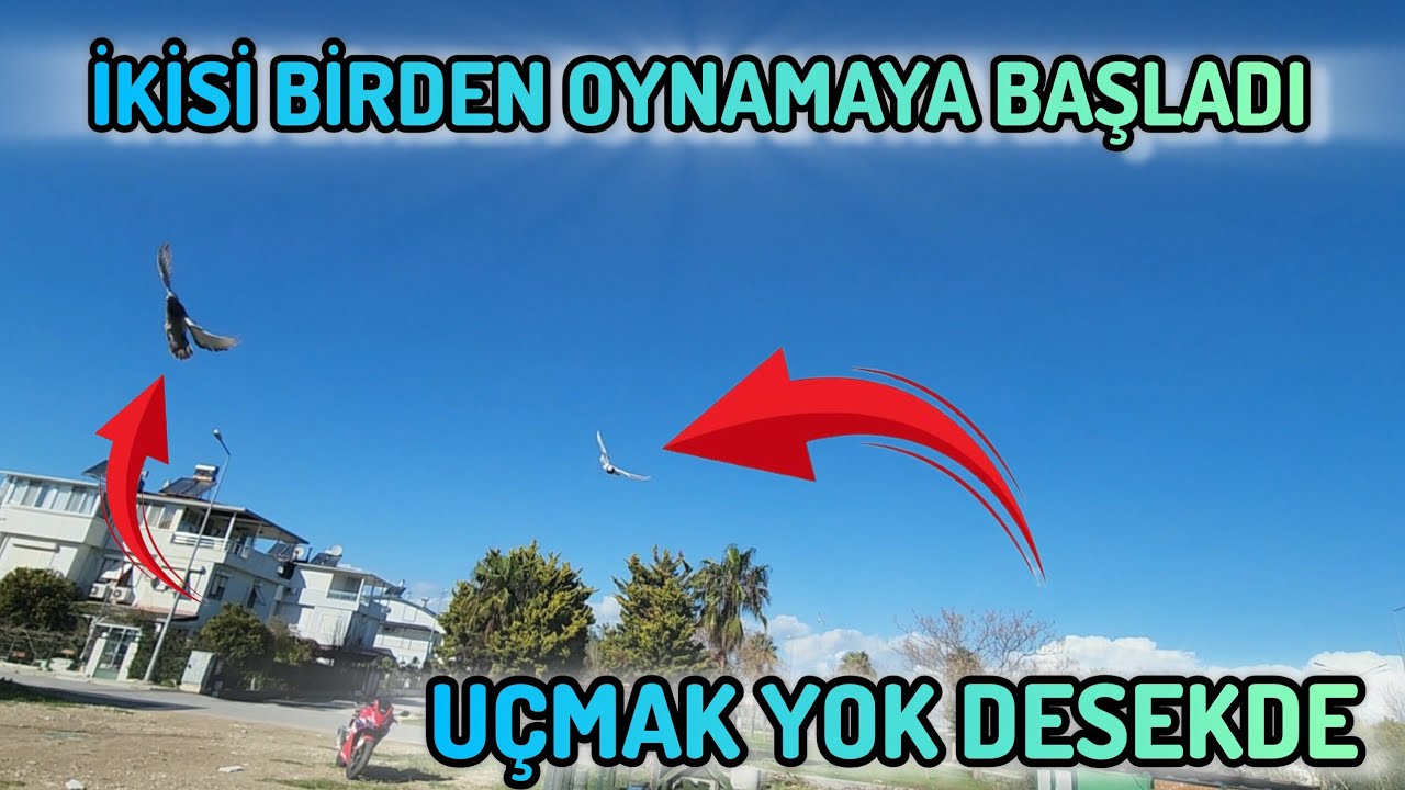 Bugun Kuşlara Uçmak Yok Dedik Ama İkisi Birden Sefer Show Yaptı