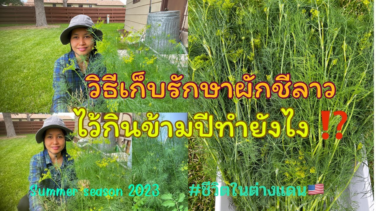 วิธีเก็บรักษาผักชีลาวไว้กินนานข้ามปี #vegetables #Dill #howtokeep #share #food #goodway