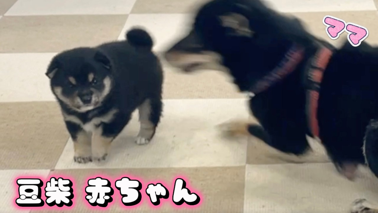 【豆柴犬】赤ちゃんとママの見てるだけで癒される最後の触れ合い“子犬と癒し”まめしば亭ブログvlog