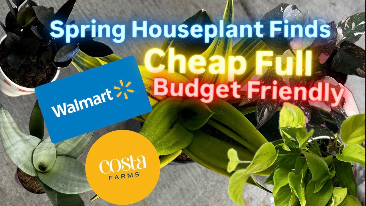 Cheap Budget Friendly Houseplants Spring 2026 at Multiple Walmarts Let's Go Big Store Plant Shopping