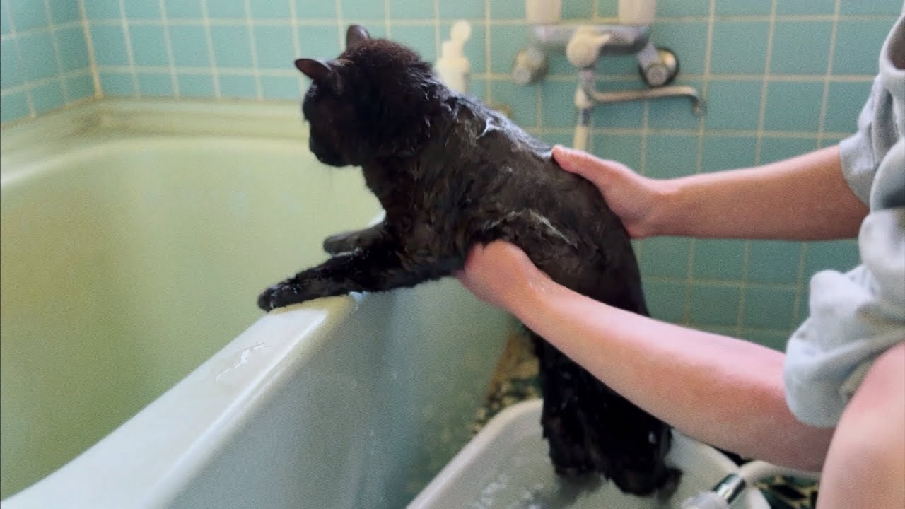 お風呂に入れられた猫が心配で仕方ない柴犬 A Dog Watching Over the Cat’s Bath with Concern
