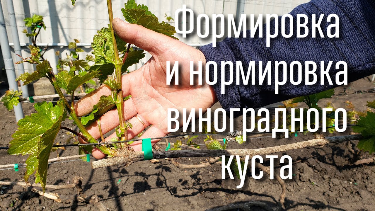 Как правильно сформировать куст винограда. Нормировка куста побегами