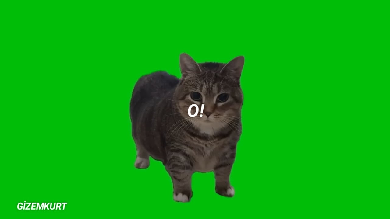 spinning cat (lyrics)