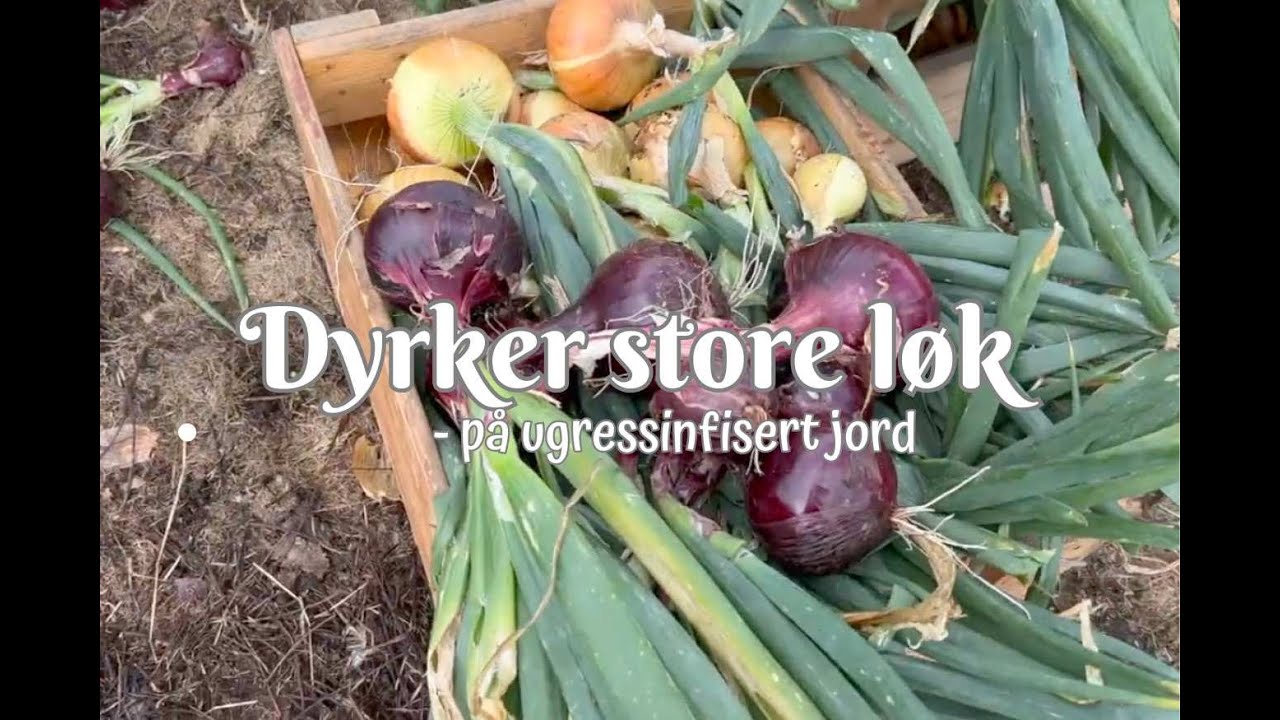 Dyrker store løker på ugressinfisert jord