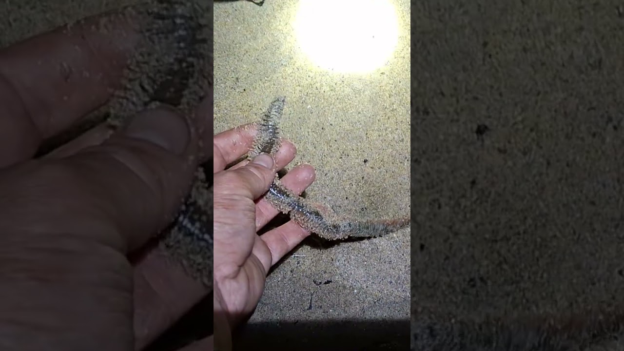 These Rag Worm Are INSANE!!