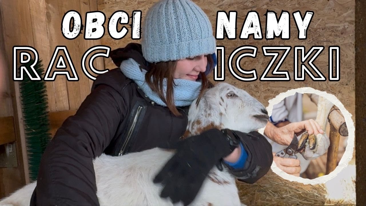 JAK PODCINAMY RACICE KOZOM? 🐐 Praktyczne wskazówki!