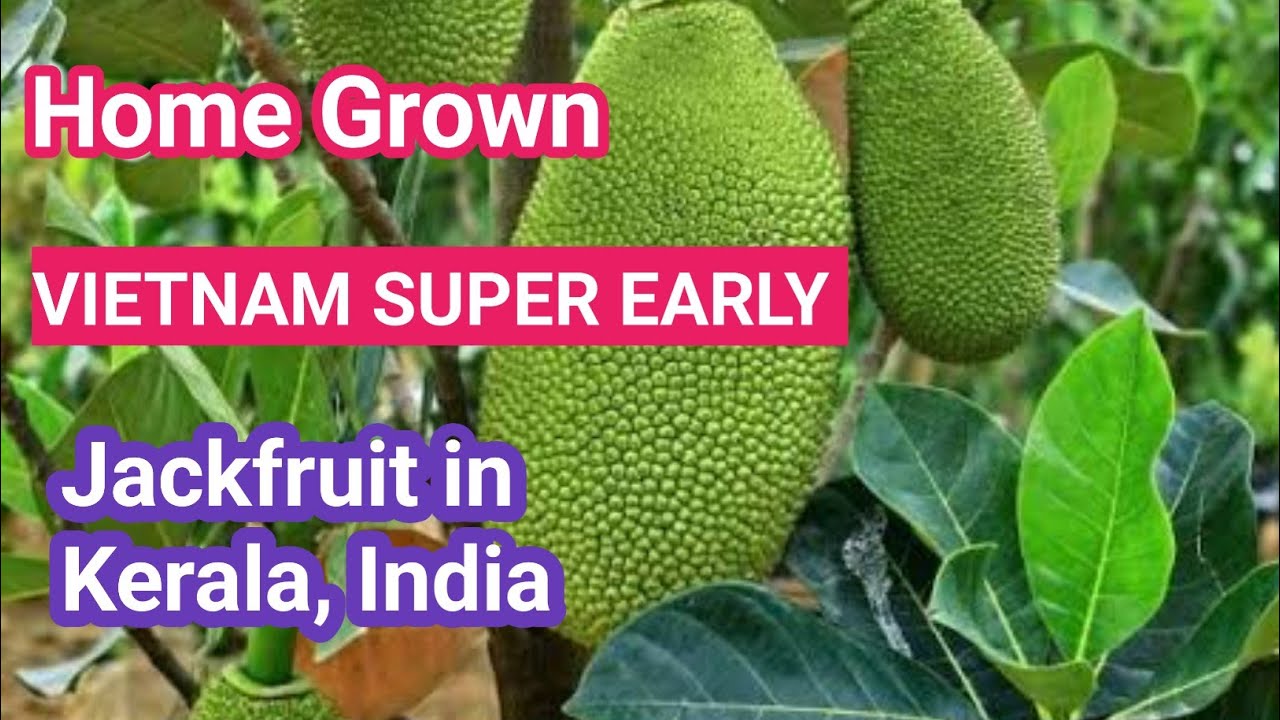 @GeorgeTheIndianFarmer Home Grown Vietnam Super Early Jackfruit in Kerala, India. Dwarf plant.