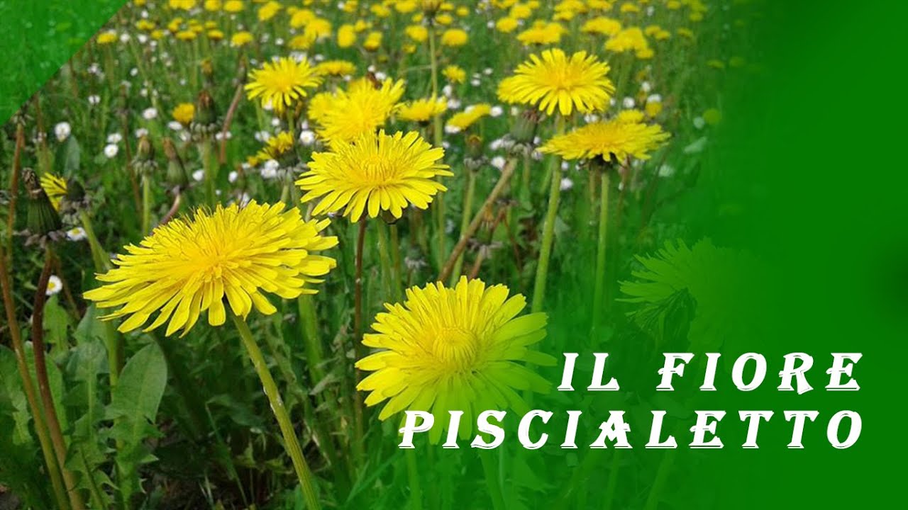 Il fiore dente di leone, brusacul o pisalett - Erbe del delta