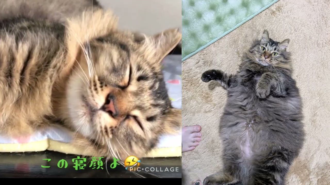 connect　猫ちゃんの日常